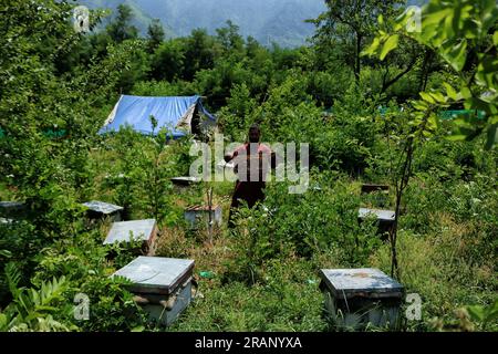 Srinagar, Indien. 03. Juli 2023. 03. Juli 2023, Srinagar Kaschmir, Indien : Ein kaschmirischer Imker, zeigt einen Bienenstock voller Honigbienen auf einem Bauernhof am Stadtrand von Srinagar. Bienenzüchter erzeugen Honig mit den modernen Bienenstöcken, da die Temperaturen im Winter unter Null sinken, etwas mehr Sorgfalt erfordert, was die Bienenzucht zu einer Herausforderung macht. Am 03. Juli 2023 in Srinagar Kashmir, Indien. (Foto: Firdous Nazir/Eyepix Group/Sipa USA) Kredit: SIPA USA/Alamy Live News Stockfoto