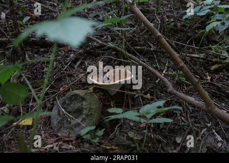 Ganoderma im Herbstwald, frischer Pilz im Wald Stockfoto
