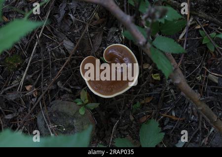 Ganoderma im Herbstwald, frischer Pilz im Wald Stockfoto