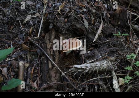 Ganoderma im Herbstwald, frischer Pilz im Wald Stockfoto