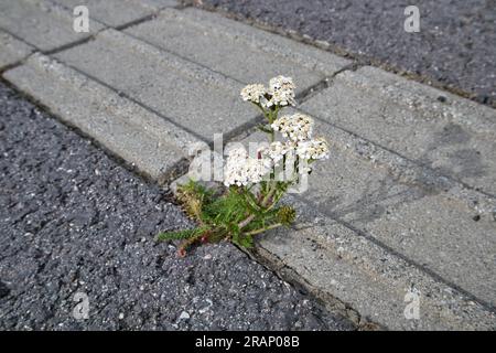 Achillea millefolium, gemeine Schafgarbe, die auf einem trockenen Riss im Gehweg wächst Stockfoto