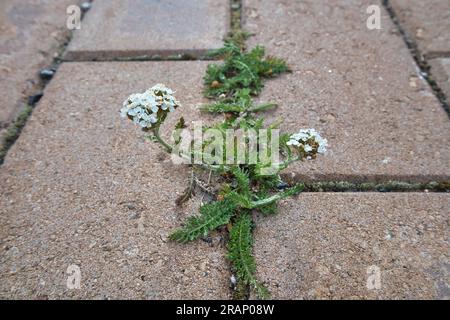 Achillea millefolium, gemeine Schafgarbe, die auf einem trockenen Riss im Gehweg wächst Stockfoto