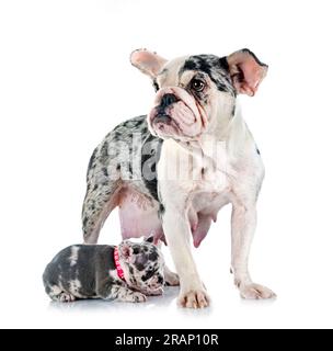 französische Bulldogge und Welpe vor weißem Hintergrund Stockfoto