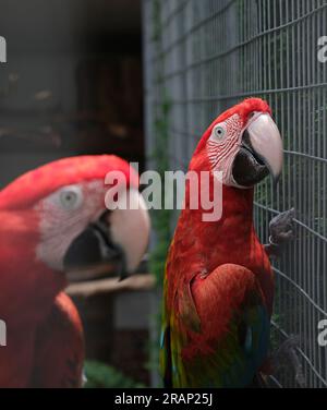 Papageien in Gefangenschaft Stockfoto