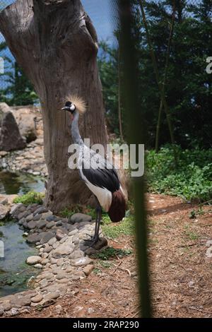 Madeira Welt der Vögel Mini Zoo, Madeira Insel Stockfoto