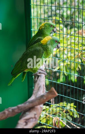 Papageien in Gefangenschaft Stockfoto