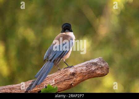 Iberische Elster (Cyanopica cochi). Vogel in seiner natürlichen Umgebung. Stockfoto