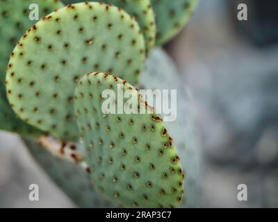 Nahaufnahme von Opuntia Microdasys (Bunny Ears Cactus / Polka Dot Cactus) grünen Pads mit braunen Glochid Areolen, Makronaturdetail, Familie der Cactaceae Stockfoto