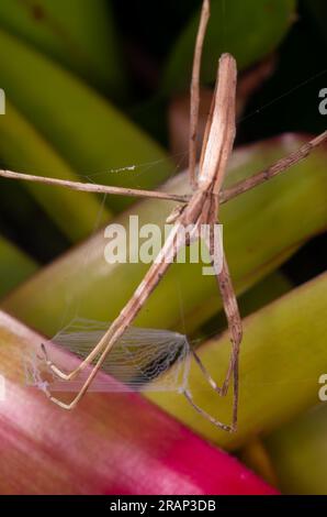 Rufous net-casting Spider, Deinopsis subrufa, with net, Malanda, Australien. Stockfoto