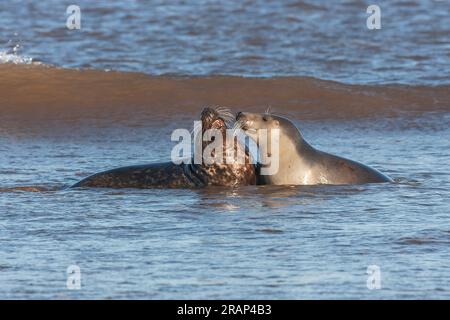 Grey Seal, Halichoerus grypus, Erwachsene Männer und Frauen, die am Strand kämpfen, Winterton, Norfolk, Großbritannien Stockfoto