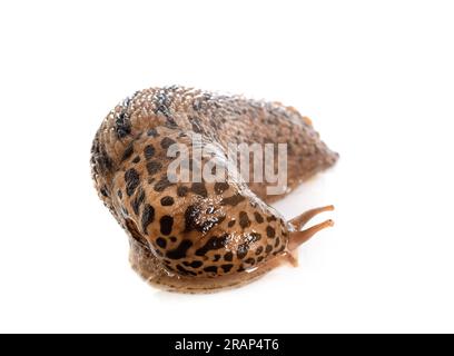 LiMax maximus vor weißem Hintergrund Stockfoto