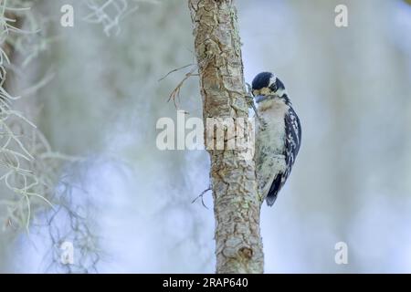 Eine Erwachsene weibliche Eastern Downy Woodpecker (Dryobates Pubescens) sucht nach Insekten an einem Baumstamm. Stockfoto