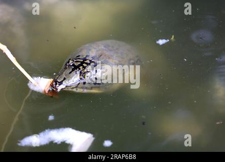 Chittagong, Bayazid, Bangladesch. 5. Juli 2023. 05. Juli 2023. Chittagong, Bangladesch : eine vom Aussterben bedrohte schwarze Weichschildkröte ( Nilsonia nigricans ), die bei den Einheimischen als Bostami-Schildkröte bekannt ist, lebt in Teichen in der Nähe des Bayezid Bostami-Schreins in Chittagong, Bangladesch. Es handelt sich um eine sehr seltene Art von Süßwasserschildkröten, die vom Aussterben bedroht ist, da ihre Lebensräume seit Jahrzehnten von Verschmutzung bedroht sind. (Kreditbild: © Mohammed Shajahan/ZUMA Press Wire) NUR REDAKTIONELLE VERWENDUNG! Nicht für den kommerziellen GEBRAUCH! Stockfoto