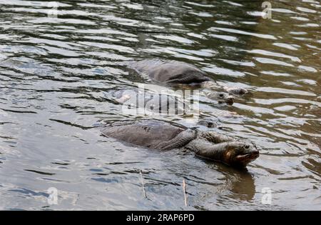 Chittagong, Bayazid, Bangladesch. 5. Juli 2023. 05. Juli 2023. Chittagong, Bangladesch : eine vom Aussterben bedrohte schwarze Weichschildkröte ( Nilsonia nigricans ), die bei den Einheimischen als Bostami-Schildkröte bekannt ist, lebt in Teichen in der Nähe des Bayezid Bostami-Schreins in Chittagong, Bangladesch. Es handelt sich um eine sehr seltene Art von Süßwasserschildkröten, die vom Aussterben bedroht ist, da ihre Lebensräume seit Jahrzehnten von Verschmutzung bedroht sind. (Kreditbild: © Mohammed Shajahan/ZUMA Press Wire) NUR REDAKTIONELLE VERWENDUNG! Nicht für den kommerziellen GEBRAUCH! Stockfoto