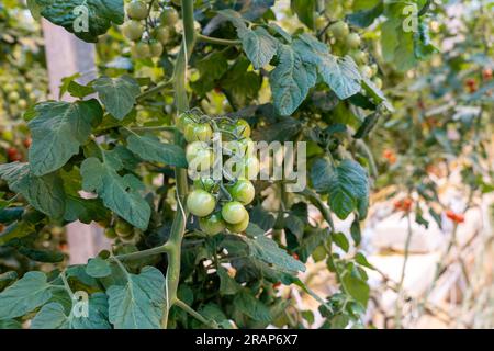 Ein Haufen grüne, unreife Kirschtomaten Stockfoto