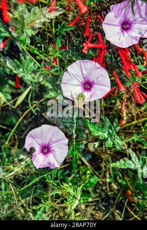 Kantrabische Winde und Springbrunnenpflanze Stockfoto