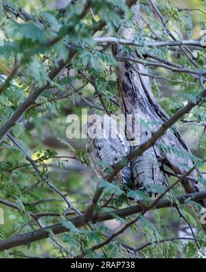 Eine Tarnstudie, ein männlicher afrikanischer Scops Owl, verbringt den Tag damit, sich an der Rinde eines Baumes zu erholen, den sein Gefieder hervorragend nachahmt. Stockfoto