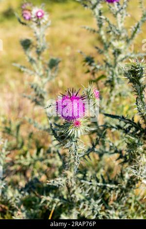 Die Distelblume wächst in Dorset, England. Stockfoto