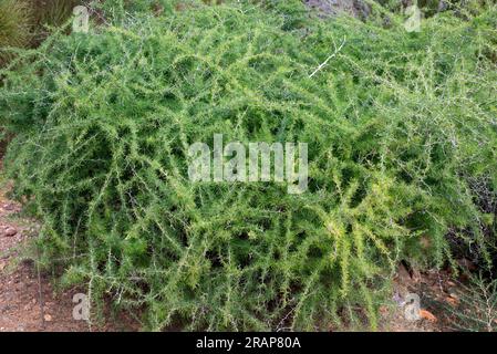 Weißer Spargel (Asparagus albus) ist ein im westlichen Mittelmeerraum einheimischer Strauß. Angiospermen. Asparagaceae. Dieses Foto wurde in Cabo de gemacht Stockfoto