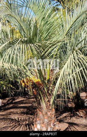 Gelee-Palme (Butia capitata) ist eine Palme aus Südamerika (Argentinien, Brasilien). Toleriert Temperaturen unterhalb des Nullpunkts. Angiospermen. Arecaceae. Stockfoto