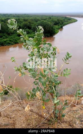 Der Apfel von Sodom oder Kapok Tree (Calotropis procera) ist eine mehrjährige Pflanze, die in Afrika und Südwestasien heimisch ist. Seine Früchte enthalten einen sehr giftigen Latex Stockfoto