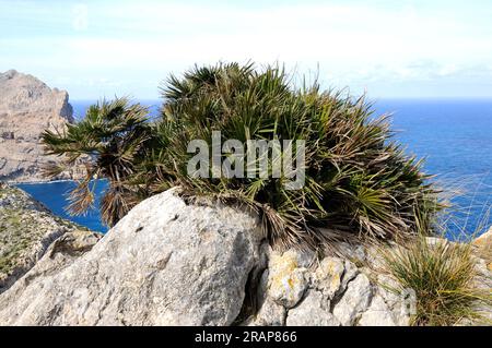 Die europäische oder mediterrane Fanpalme (Chamaerops humilis) ist die einzige Palmenart, die auf dem europäischen Festland heimisch ist. Anbau an der Mittelmeerküste (Sou Stockfoto