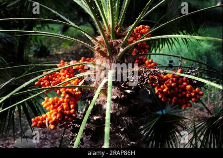 Die europäische oder mediterrane Fanpalme (Chamaerops humilis) ist die einzige Palmenart, die auf dem europäischen Festland heimisch ist. Anbau an der Mittelmeerküste (Sou Stockfoto