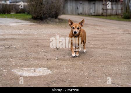 Der Corgi-Chihuahua-Mischhund läuft auf einer Schotterstraße auf die Kamera zu Stockfoto