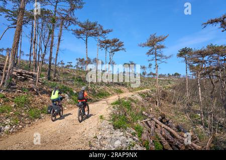 Aktives Seniorenpaar auf einer Fahrradtour mit ihren elektrischen Mountainbikes in einem verbrannten Wald der Karstberge von Slowenien bei Solkan Stockfoto