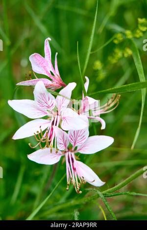 Wilde Blume, Diptam, Dictamnus albus im Karstgebirge Sloweniens Stockfoto