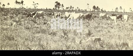 'Auswirkungen der Verbrennung auf die Reichweite von Südflorida' (1962) Stockfoto