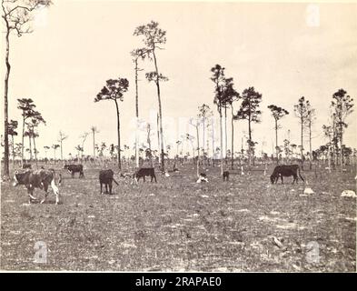 'Auswirkungen der Verbrennung auf die Reichweite von Südflorida' (1962) Stockfoto