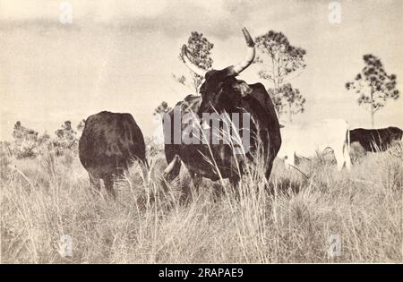 'Auswirkungen der Verbrennung auf die Reichweite von Südflorida' (1962) Stockfoto