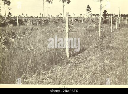 'Auswirkungen der Verbrennung auf die Reichweite von Südflorida' (1962) Stockfoto