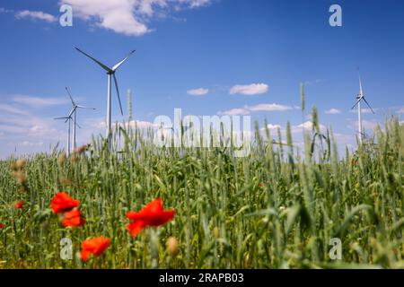 Lichtenau, Nordrhein-Westfalen, Deutschland - Windpark in landwirtschaftlicher Landschaft, vor blühenden Streifen auf Weizenfeldern, Mohn. Stockfoto