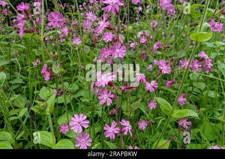 Nahaufnahme des roten campion silene dioica Wildblumen Blumen Wildblumen blühen in der Sommerwiese England Vereinigtes Königreich GB Großbritannien Stockfoto