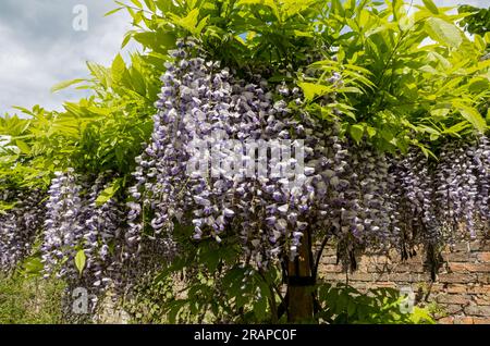 Nahaufnahme der violetten und weißen japanischen Wisteria Blumen, die im Frühjahr blühen England Großbritannien Großbritannien Großbritannien Großbritannien Stockfoto