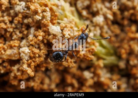 Ein kleiner Black Ant (Monomorium Minimum) Arbeiter hilft dabei, Sand und Schmutz aus seinem Nest zu entfernen. Stockfoto
