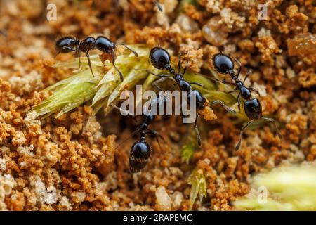 Little Black Ant (Monomorium Minimum) Arbeiter entfernen Sand und Schmutz aus ihrem Nest. Stockfoto