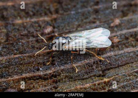 Ein männlicher Rotfeueranze (Solenopsis invicta) während eines Hochzeitsflugs. Stockfoto