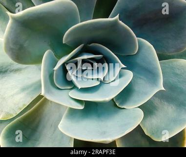 Draufsicht auf Kaktus Sukculent hinterlässt natürlichen Hintergrund. Stockfoto