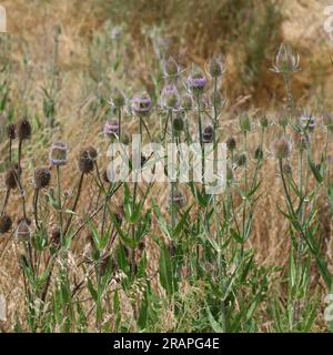 Feld mit blühenden wilden Teasels im Sommerwind Stockfoto