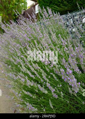 Blühender Lavendelbusch in einem Garten. Nahaufnahme, selektiver Fokus, keine Menschen. Stockfoto