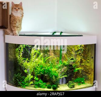 Gepflanzt Süßwasseraquarium und eine Katze. Stockfoto