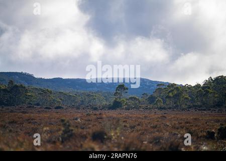 australischer Wald im Hochland mit einheimischen Pflanzen im Frühling Stockfoto