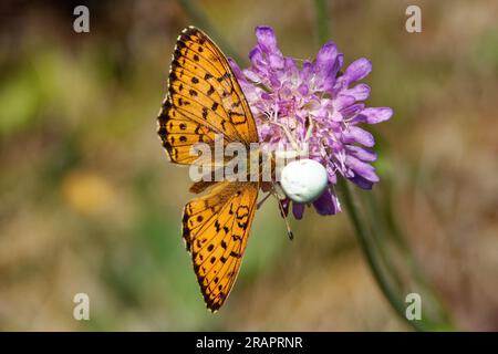 Boloria selene, in Europa bekannt als die kleine Perlenfritille, ist ein Futter für Krabbenspinnen. Stockfoto