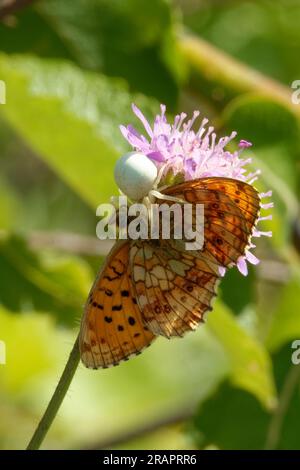 Boloria selene, in Europa bekannt als die kleine Perlenfritille, ist ein Futter für Krabbenspinnen. Stockfoto