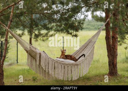 Die bengalische Katze entspannt sich in der Hängematte Stockfoto