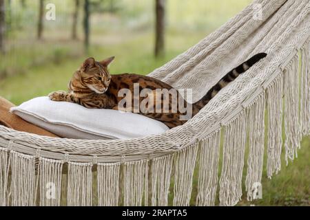 Die bengalische Katze entspannt sich in der Hängematte Stockfoto