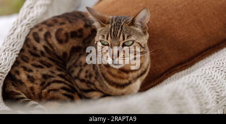 Die bengalische Katze entspannt sich in der Hängematte Stockfoto